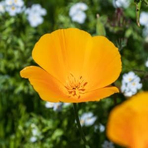 Survival Garden Seeds 1 Packet California Poppy for Planting - Seed Packs with Instructions to Grow Eschscholzia Californica Plants in Your Home Flower Garden - Non-GMO Heirloom Wildflower Variety