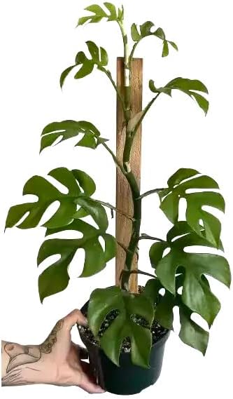 Mini Monstera Planting Mix - Promotes Steady Growth and Vibrant Foliage - 10 Quart (2 Bags of 5 Quart)
