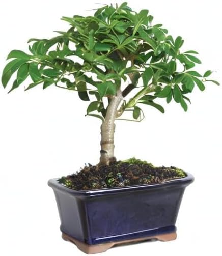 Brussel's Bonsai Live Hawaiian Umbrella Bonsai Tree - Small, 3 Year, 4 to 7 Inches Tall - Indoor Bonsai Tree with Ceramic Bonsai Pot