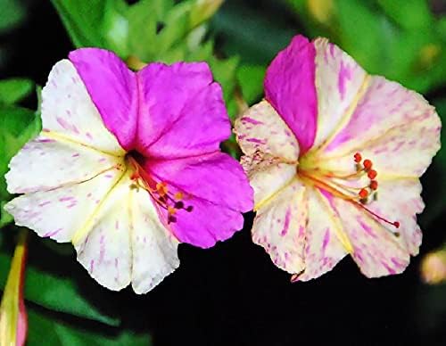 Seeds Four O'clock Marvel of Peru Mirabilis Mix Annual Non GMO Flowers for Planting