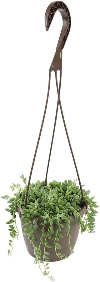 String of Bananas Succulent, Hanging Plants Live Succulents Plants Live Houseplants, Hanging Planter Basket, Mini Succulents Live Plants Indoor Plants in Plant Basket by Plants for Pets