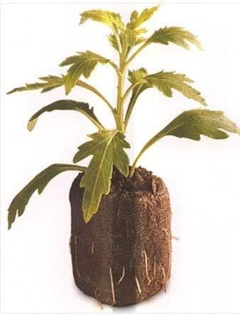 1000 Count (Full Case) - Jiffy 7 Peat Pellets - Seed Starter Soil Plugs - 36 mm - Start Seedlings Indoors - Easy To Transplant