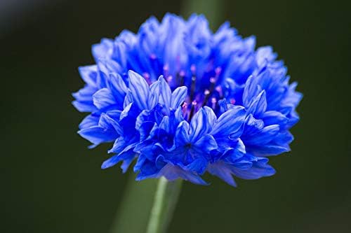 200 Dwarf Bachelor Button Seeds for Planting - Heirloom Non-GMO USA Grown Cornflower Seeds for Planting - Centaurea Cyanus Blue Flowers