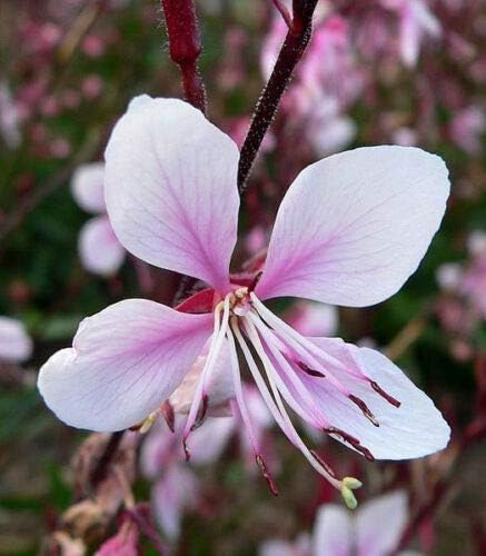 100+ Gaura lindheimeri Flower Seeds White & Pink Gaura Whirling Butterflies Summer Breeze