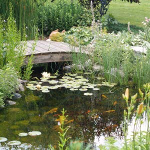 CrystalClear Thrive Aquatic Pond Plant Food, Fish Safe Water Garden Fertilizer, Nutrients Boost Lily & Lotus Flower Bloom & Root Growth, 60 Tablets