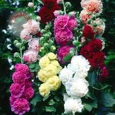 Seeds Hollyhock Seed Mix Double Terry Flowers Malva Stock-Rose About 30 Seeds Non-GMO Perennial Plant