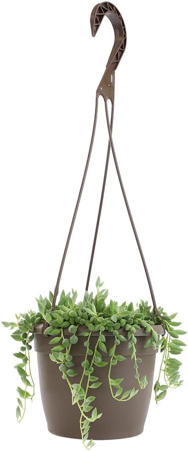 String of Bananas Succulent, Hanging Plants Live Succulents Plants Live Houseplants, Hanging Planter Basket, Mini Succulents Live Plants Indoor Plants in Plant Basket by Plants for Pets