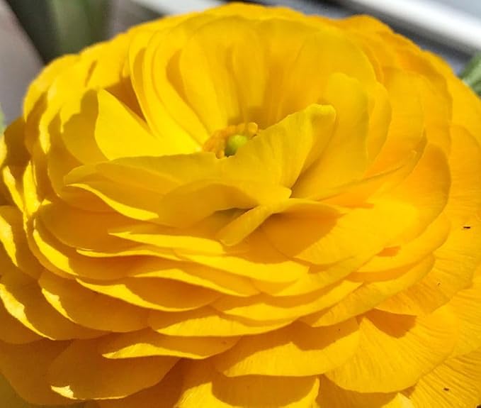 Mixed Peony Ranunculus Bulbs- Persian Buttercup -10 Corms Bulbs Flowering Blooms Perennial Bulbous Root Garden Plant (Yellow)