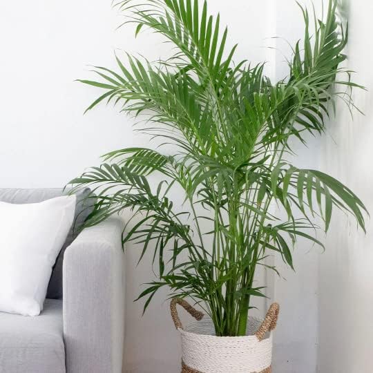American Plant Exchange Cat Palm Tree, Large Live Indoor Houseplant, Pet Safe Patio Floor Palm, Low-Light, Easy Care, Air Purifying Plant for Home, Office & Garden, 10-Inch Pot, 3-3.5ft Tall