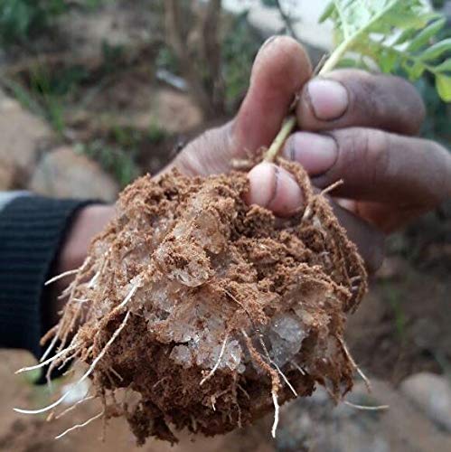 Commercial Grade Super Absorbent Polymer Potassium Based Water Crystal (10 Pound)