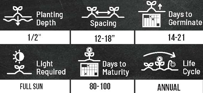 Mammoth Sunflower Seeds for Planting - Grow Giant Sun Flowers in Your Garden - 50 Non GMO Heirloom Seeds - Full Planting Instructions for Easy Grow - Great Gardening Gifts (1 Packet)