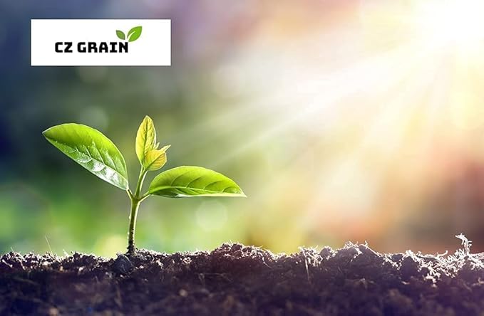 Iron Cross Shamrock Bulbs for Planting - Fast Growing Year Round Color Indoors or Outdoors - Oxalis Shamrock Bulbs for Good Luck (50 Bulbs)