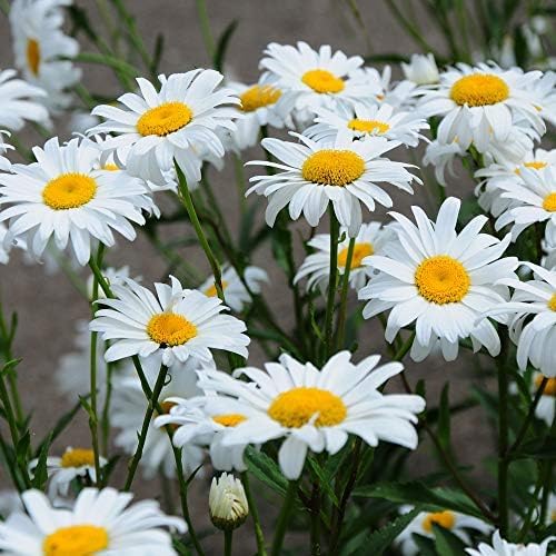 Outsidepride Shasta Daisy Chrysanthemum Seeds - 5000 Pcs. Perennial Deer Proof, Drought Tolerant, Wildflower Seeds for Pollinator Gardens, Cut Flowers & Water-Efficient, Low Maintenance Landscaping