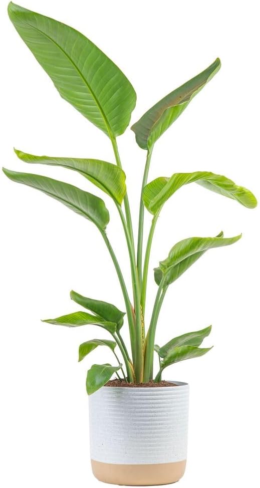 Costa Farms White Bird of Paradise, Strelitzia nicolai, Live Indoor Plant in Décor Planter Pot, Air-Purifying Tropical Houseplant, Housewarming Gift, Living Room, Office, and Home Decor, 3-4 Feet Tall