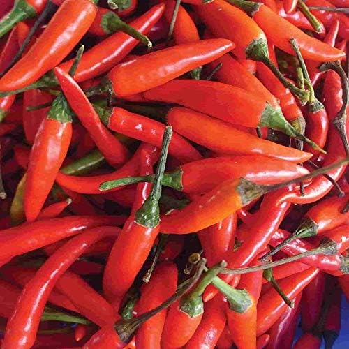 Tabasco Red Hot Chili Pepper Seeds for Planting, 50+ Heirloom Seeds Per Packet, (Isla's Garden Seeds), Non GMO Seeds, Botanical Name: Capsicum frutescens, Great Home Garden Gift