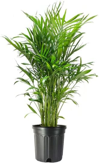 American Plant Exchange Cat Palm Tree, Large Live Indoor Houseplant, Pet Safe Patio Floor Palm, Low-Light, Easy Care, Air Purifying Plant for Home, Office & Garden, 10-Inch Pot, 3-3.5ft Tall