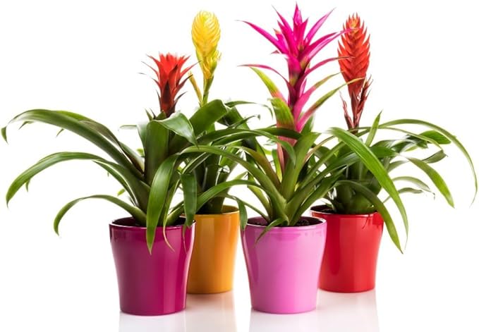 Bromeliad Planting Mix - Promote Robust Root Development and Lush Foliage - 4 QUARTS