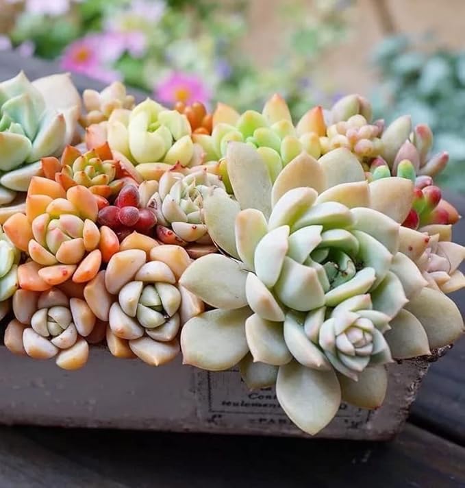 Horticultural Pumice for Plants by Doter 2 QT, Soil Amendment for Bonsai and Cactus Plants