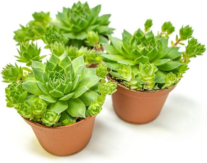 Sempervivum Succulents Plants Live Indoor Plants (3PK), Sempervivum Plants Live Houseplants, Hen and Chicks Live Plants Indoor House Plants, Rosette Succulent Plants in Plant Pots by Plants for Pets