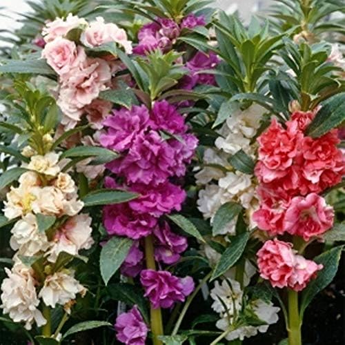 50+ Colorful Garden Balsam Impatient - Flower Mix