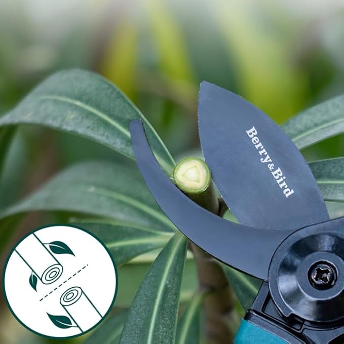 Berry&Bird Garden Clippers, Pruning Scissors with Stainless Steel Teflon Coating Blades and Handle, Plant Clippers Work 3 Times Easier with Spring, Garden Shears for Trimming Rose, Small Stem, Bonsai