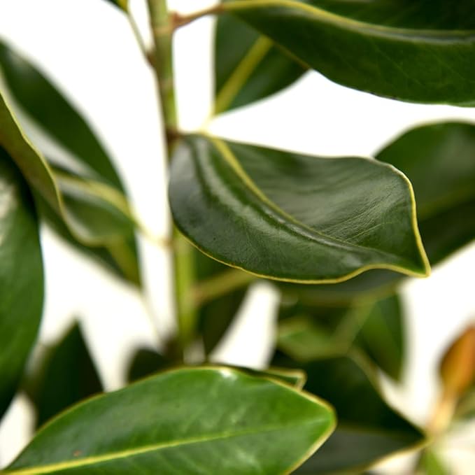 Perfect Plants Little Gem Magnolia Live Plant, 2-3', Includes Care Guide