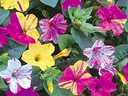 Seeds Four O'clock Marvel of Peru Mirabilis Mix Annual Non GMO Flowers for Planting