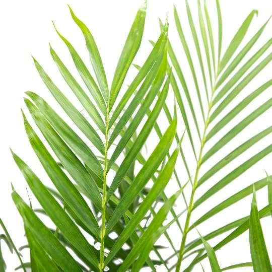 American Plant Exchange Cat Palm Tree, Large Live Indoor Houseplant, Pet Safe Patio Floor Palm, Low-Light, Easy Care, Air Purifying Plant for Home, Office & Garden, 10-Inch Pot, 3-3.5ft Tall