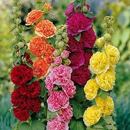 Seeds Hollyhock Seed Mix Double Terry Flowers Malva Stock-Rose About 30 Seeds Non-GMO Perennial Plant
