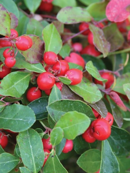 Burpee Live Herb | Real Red Berries | Wintergreen Minty Scent | Perfect Plant for both Winter (indoor) & Spring (outdoor) | Edible After Next Growth Cycle