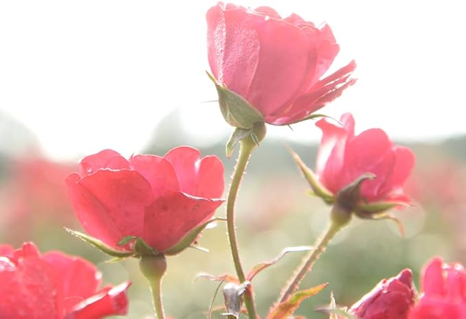 PERFECT PLANTS Red Drift Rose Live Plant, 3 Gallon, Dark Green