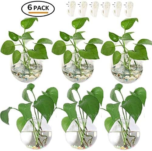 Pack of 6 Glass Planters Wall Hanging Planters Round Glass Plant Pots Hanging Air Plant Pots Flower Vase Air Plant Terrariums Wall Hanging Plant Container