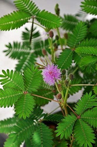 100 Sensitive Plant Seeds for Planting - Exotic Flower Seeds - Mimosa Pudica Seeds AKA Moving Plant, Shy Plant, Shameful Plant, Touch-me-not - by RDR Seeds