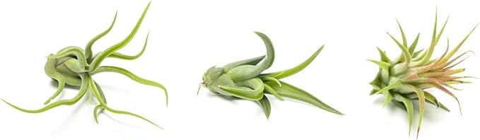 Air Plant Low Light House Plants Box (3PK) Tillandsia Air Plants Live Houseplants Live Indoor Plants Live Succulents Plants Live Terrarium Plants Live, Air Plant Holder Airplant Kit by Plants for Pets