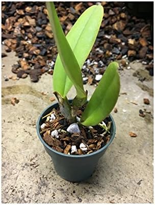 Potting Soil with Perlite, peat Moss, Coconut, Charcoal and fine Orchid bark for Young Plants & Orchid Seedlings All Natural Orchid bark Potting Mix for Potting Soil Indoor Plants