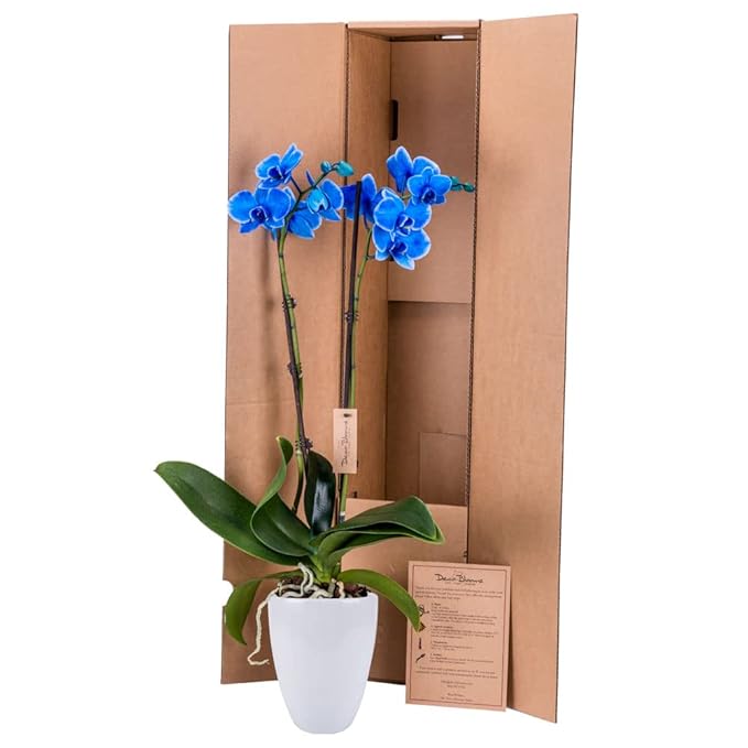 DecoBlooms Living Blue Orchid Plant - 5 inch Blooms - Fresh Flowering Home Décor