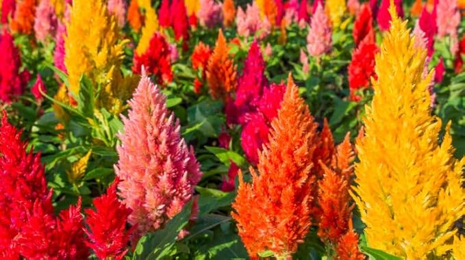 Mix Celosia Seed for Planting - Celosia Cristata Cockscomb Woolflower Non-GMO Seeds for Planting Exotic Flower - 100 Seeds
