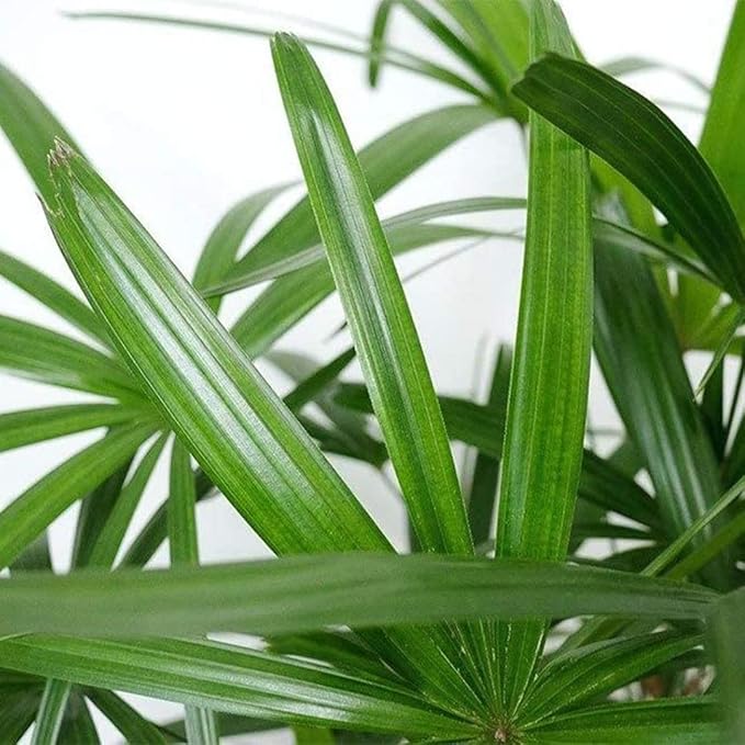 American Plant Exchange Lady Palm Live Plant, Plant Pot for Home and Garden Decor, 10’’ Plant Pot