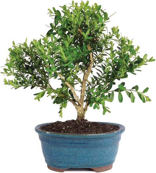 Brussel's Live Harland Boxwood Outdoor Bonsai Tree - 3 Years Old; 6" to 8" Tall with Decorative Container