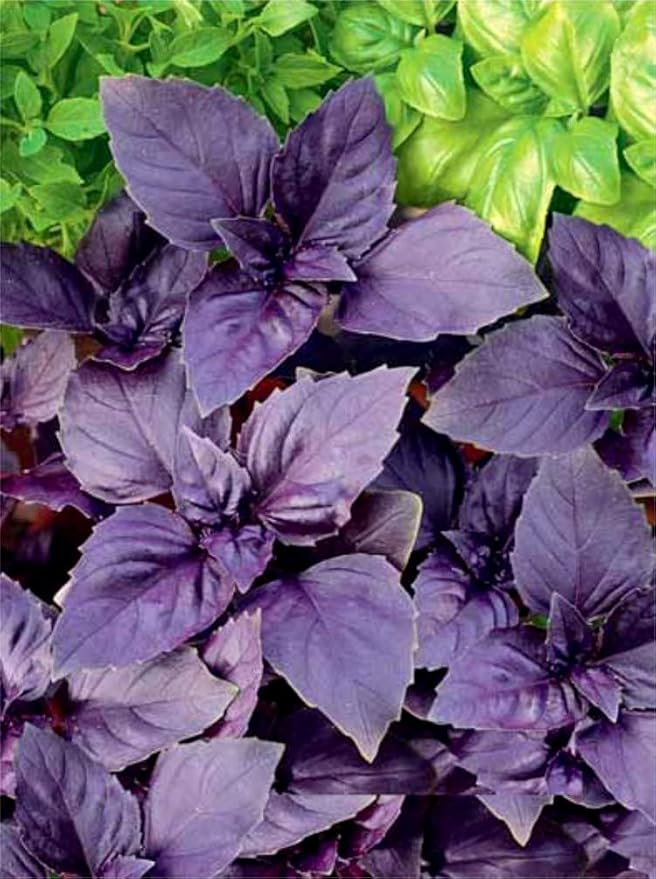 Basil Seed Mix Herb Garden Seeds for Planting 500+ Seeds