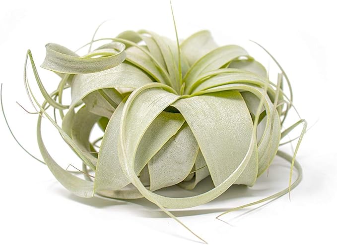 Tillandsia Xerographica Air Plant, Tillandsia Air Plants Live Large Indoor Plants Live Houseplants, Exotic Plants for Succulent Terrarium, Fairy Garden Decor, Succulents Live Plants by Plants for Pets