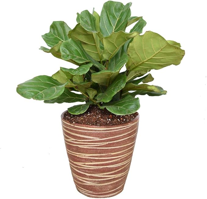 Fiddle Leaf Fig Soil by Perfect Plants 8QTS, Premium Professional Blend for All Fiddle Leaf Figs