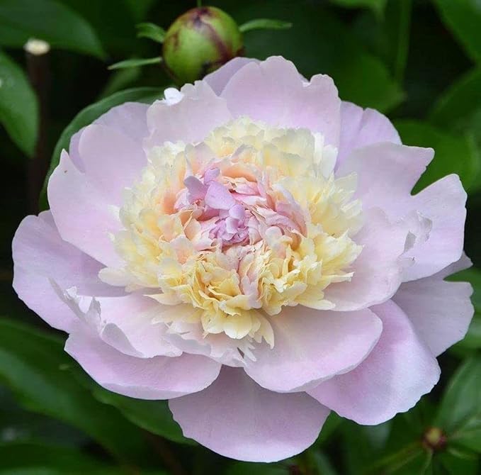 Peony Mix 25+ Seeds Flowers Planting for Outdoor Indoor
