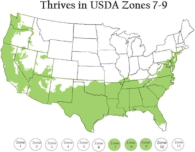 1 Gallon Fig Black Mission Shrub