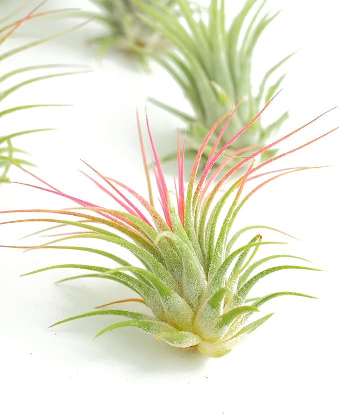 Shop Succulents Ionantha Tillandsia Air Plants, Assorted Mini Live Indoor Plants for Home Decor & Gifts, Low Maintenance, Natural Air Purifier, Hanging Plants, Favors, Terrarium Plants, Pack of 12