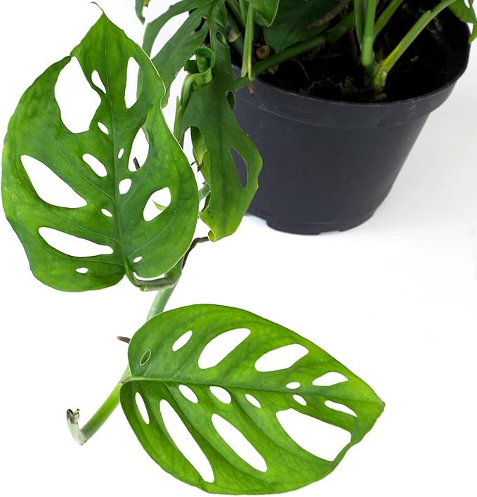 6" Swiss Cheese Plant Monstera Adansonii Live Plant Hanging Basket, Swiss Cheese Monstera Plant Live House Plants Indoors Live Plants Indoor Plants Live Houseplants Live Indoor by Plants for Pets