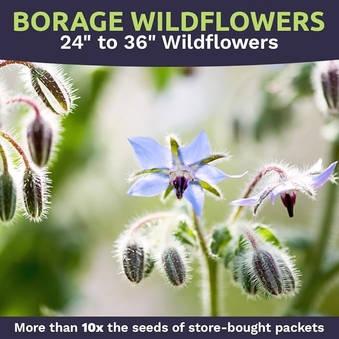 Borage Seeds – Bulk Quarter Pound Bag – Over 5,000 Open Pollinated Non-GMO Wildflower Seeds – Borago officianalis