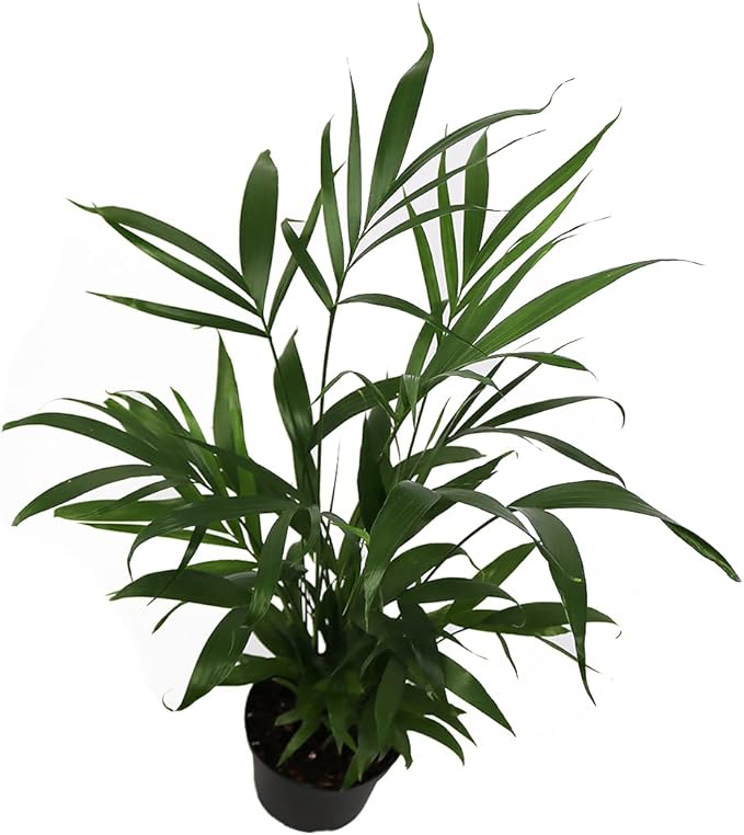 American Plant Exchange Cat Palm Live Indoor or Outdoor Plant, 6" Pot, Top Air Purifier