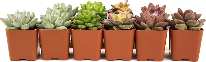 Succulents Plants Live (12PK) Potted Succulent Plants Live House Plants, Cactus Plants Live Plants Indoor Plants Live Houseplants, Indoor Plant Succulents Live Plant House Plant by Plants for Pets