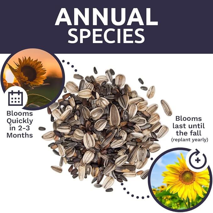 Bulk Sunflower Seeds - Variety Mix 10 Types of Beautiful Sunflowers - 1/4 Pound Bag Open Pollinated Sunflower Seeds for Planting